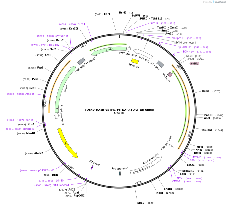156495-plasmid-map-sequence-id-368818