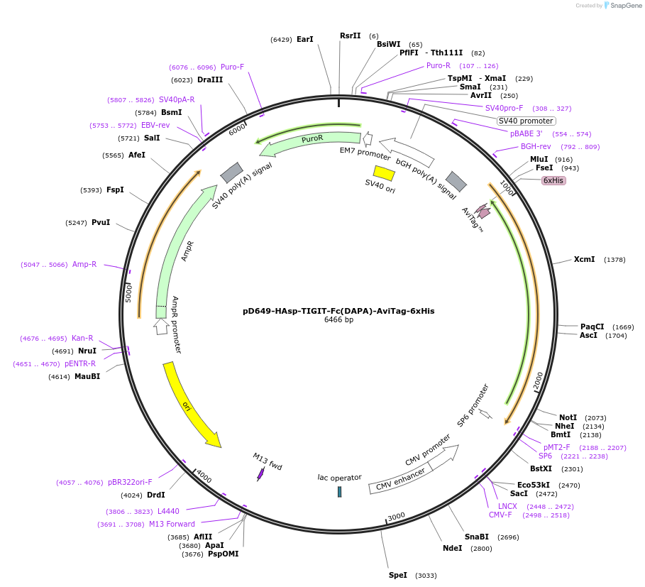 156497-plasmid-map-sequence-id-368822