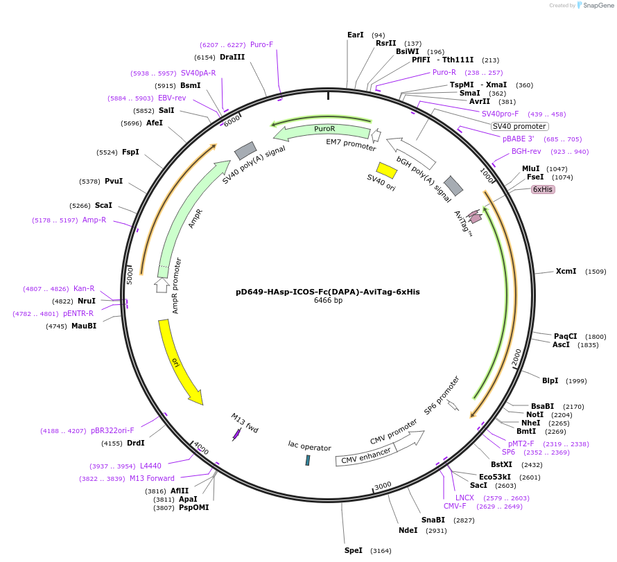 156498-plasmid-map-sequence-id-368824