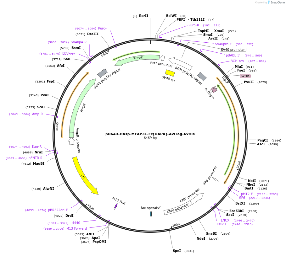 156499-plasmid-map-sequence-id-368825
