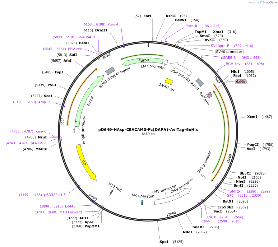 156500-plasmid-map-sequence-id-368827
