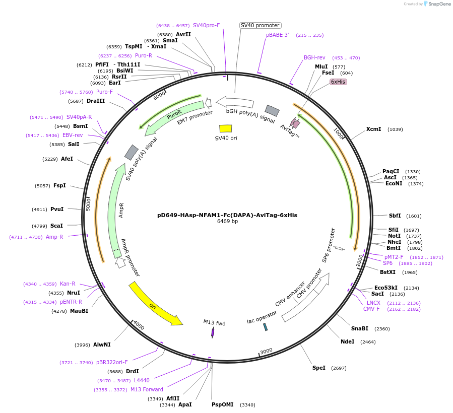156501-plasmid-map-sequence-id-368828