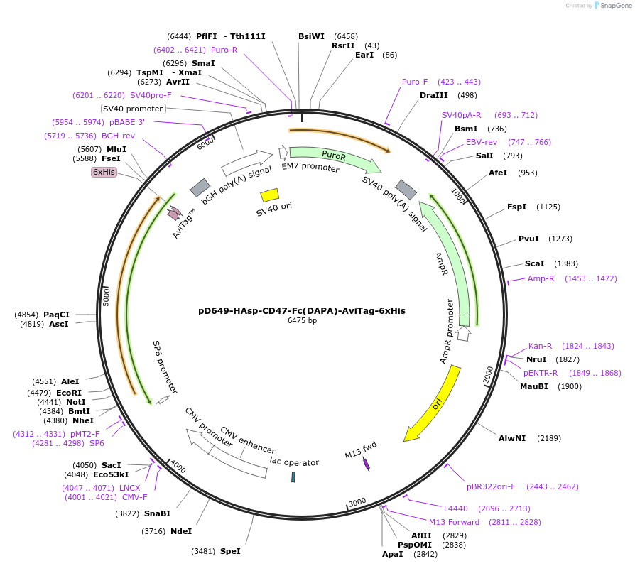 156502-plasmid-map-sequence-id-368829