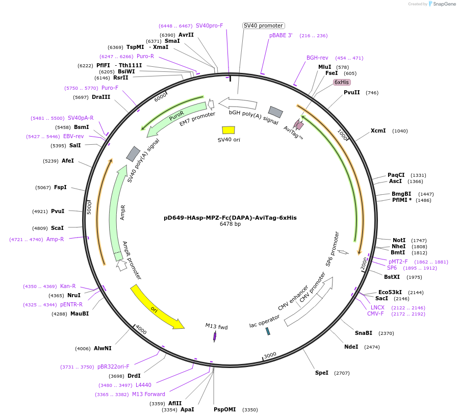 156503-plasmid-map-sequence-id-368830