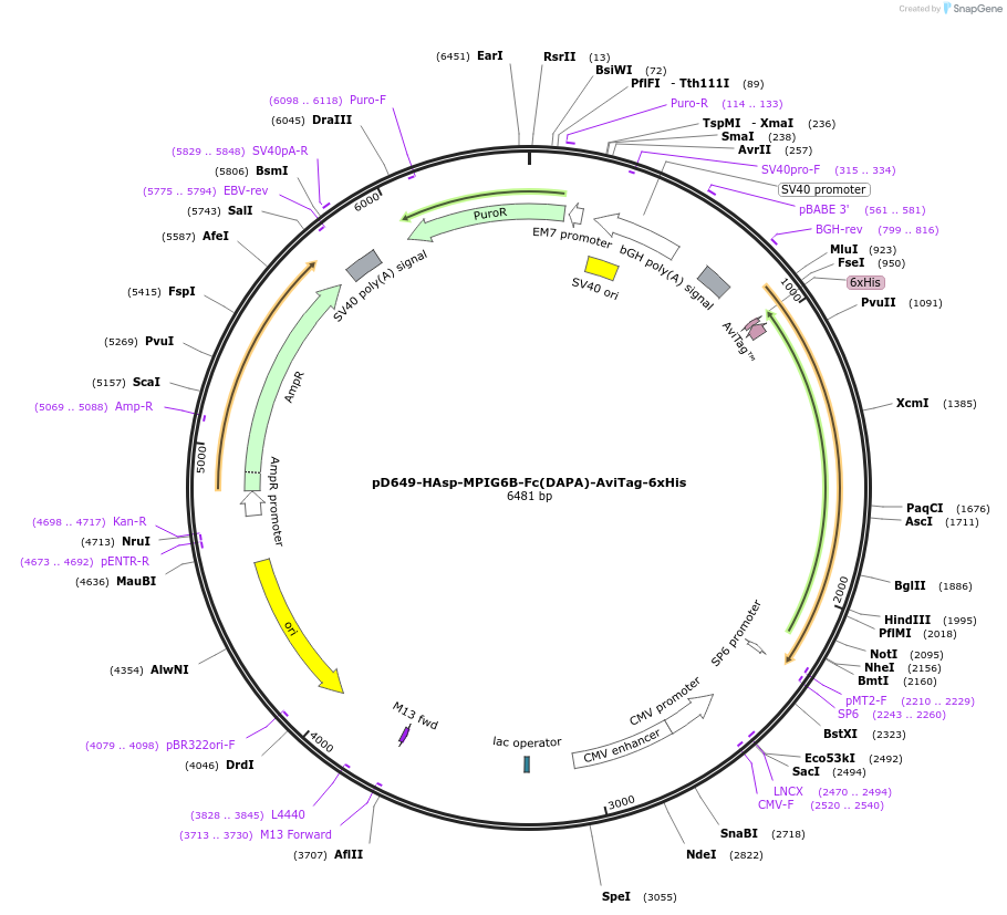 156504-plasmid-map-sequence-id-368834