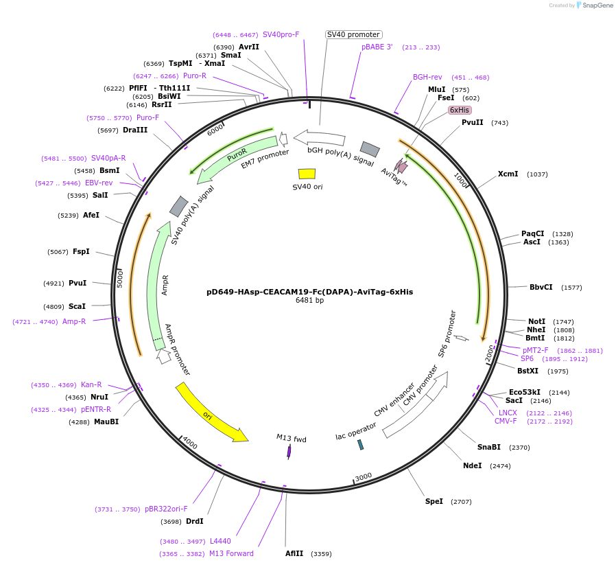 156507-plasmid-map-sequence-id-368835