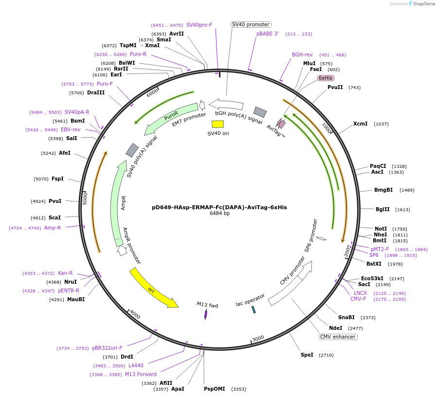 156510-plasmid-map-sequence-id-368838
