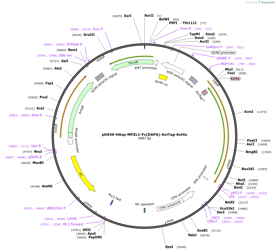 156511-plasmid-map-sequence-id-368840