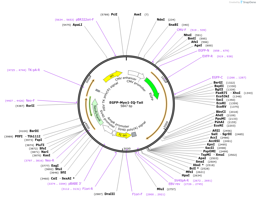 187363-plasmid-map-sequence-id-368842