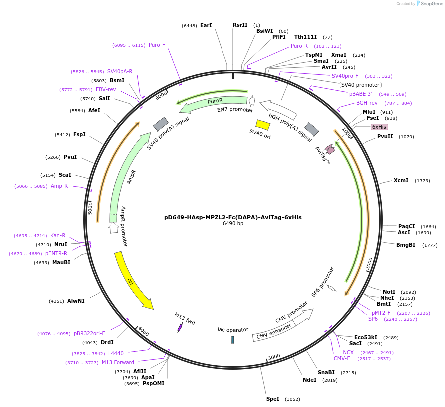 156514-plasmid-map-sequence-id-368846
