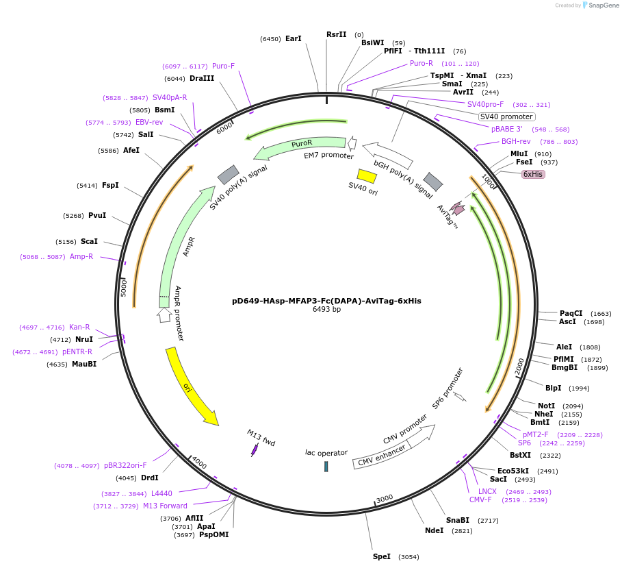 156517-plasmid-map-sequence-id-368850