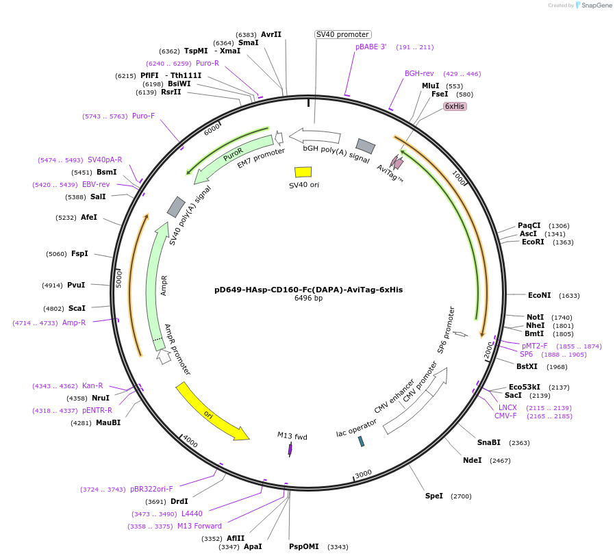 156519-plasmid-map-sequence-id-368854