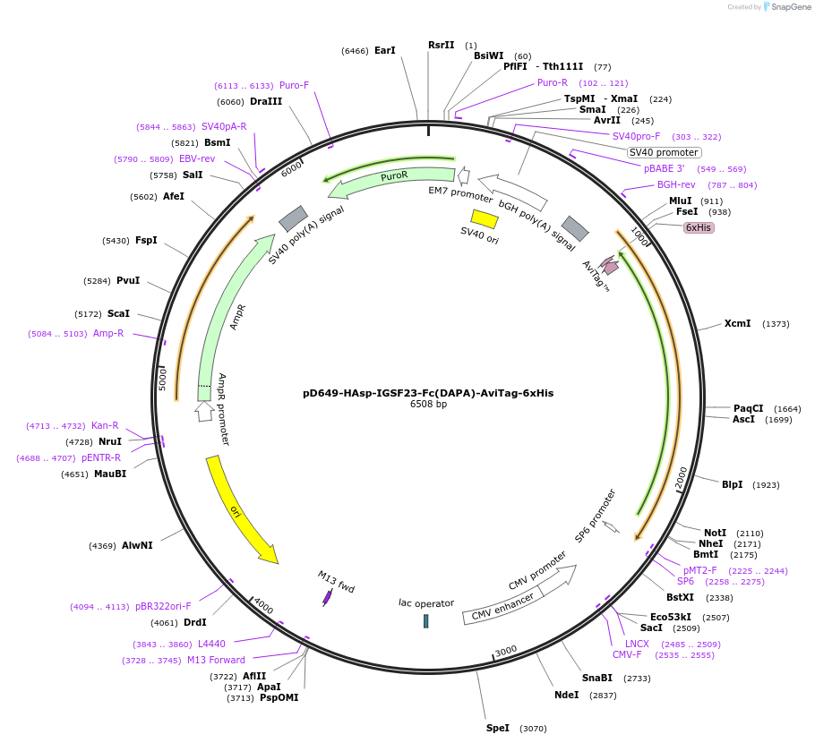 156523-plasmid-map-sequence-id-368860