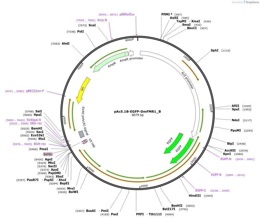 145920-plasmid-map-sequence-id-368862