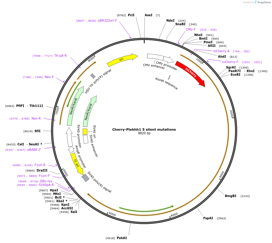 187373-plasmid-map-sequence-id-368873