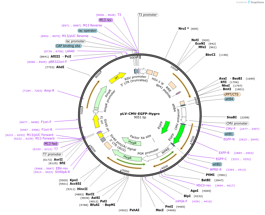 184593-plasmid-map-sequence-id-368886