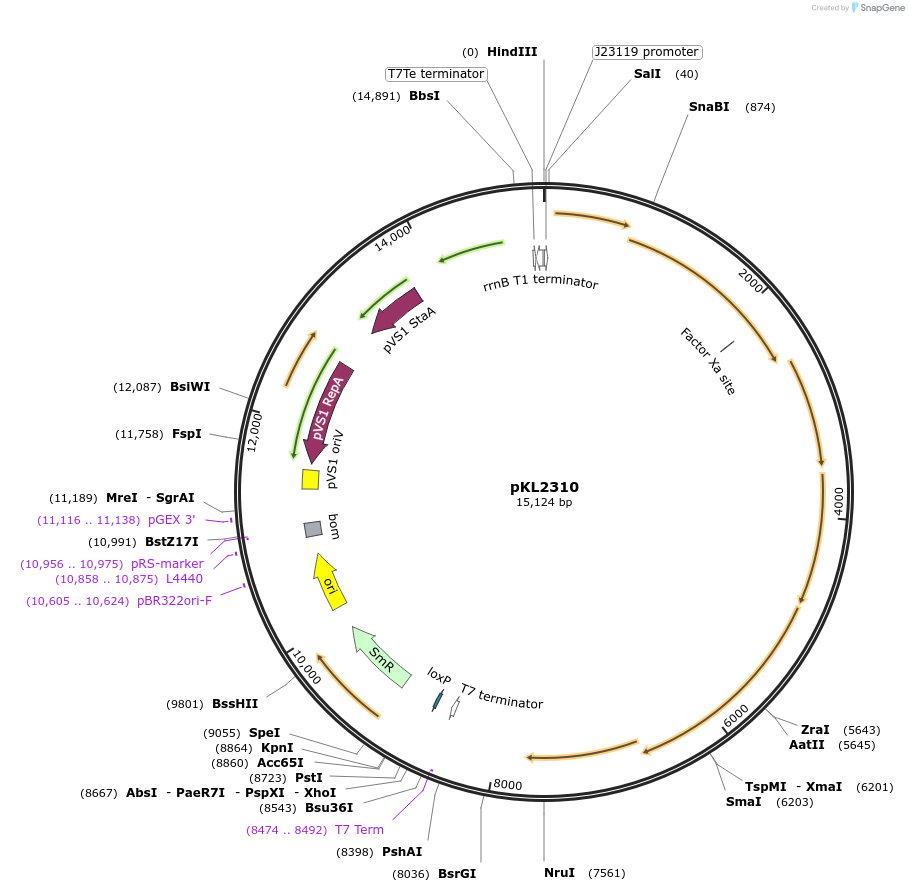 187875-plasmid-map-sequence-id-368897
