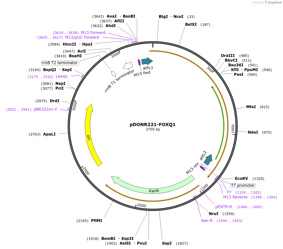 101628-plasmid-map-sequence-id-368898