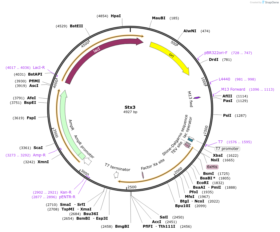 186685-plasmid-map-sequence-id-368913