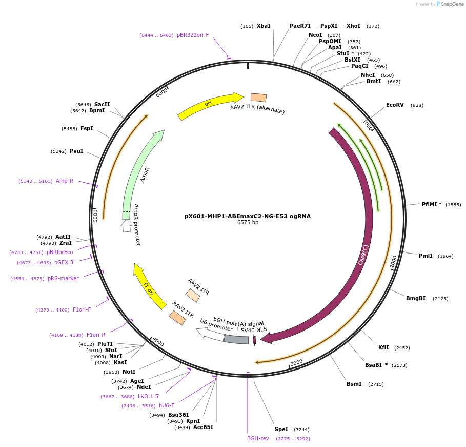 187068-plasmid-map-sequence-id-368932