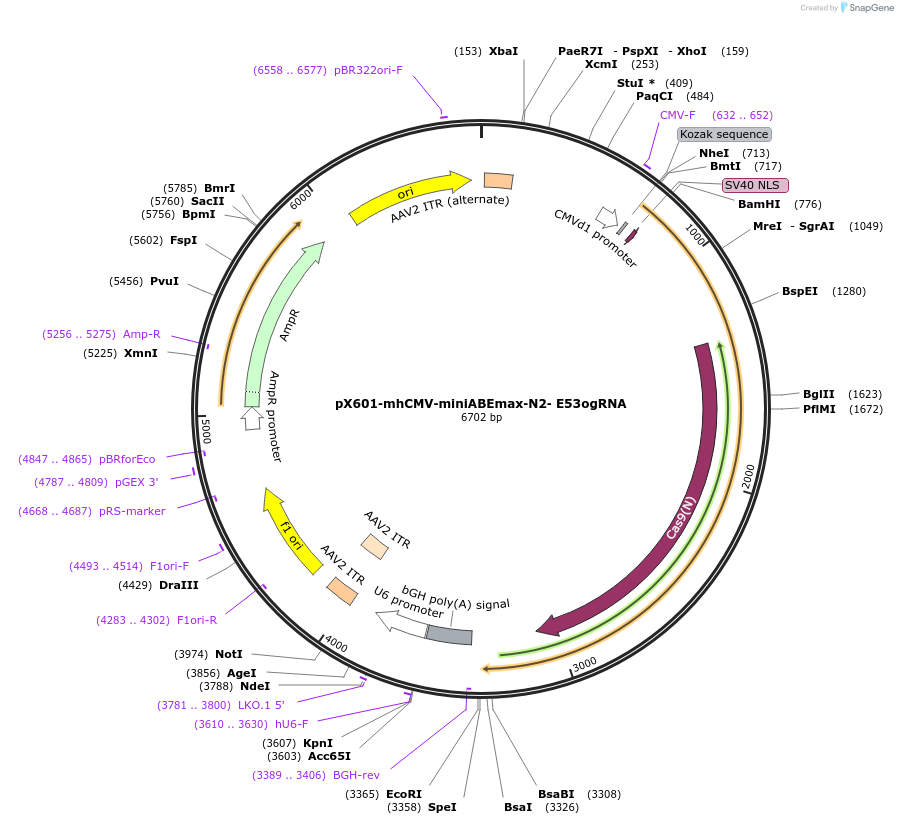 187065-plasmid-map-sequence-id-368936