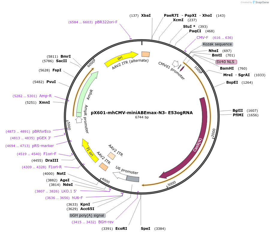 187064-plasmid-map-sequence-id-368938