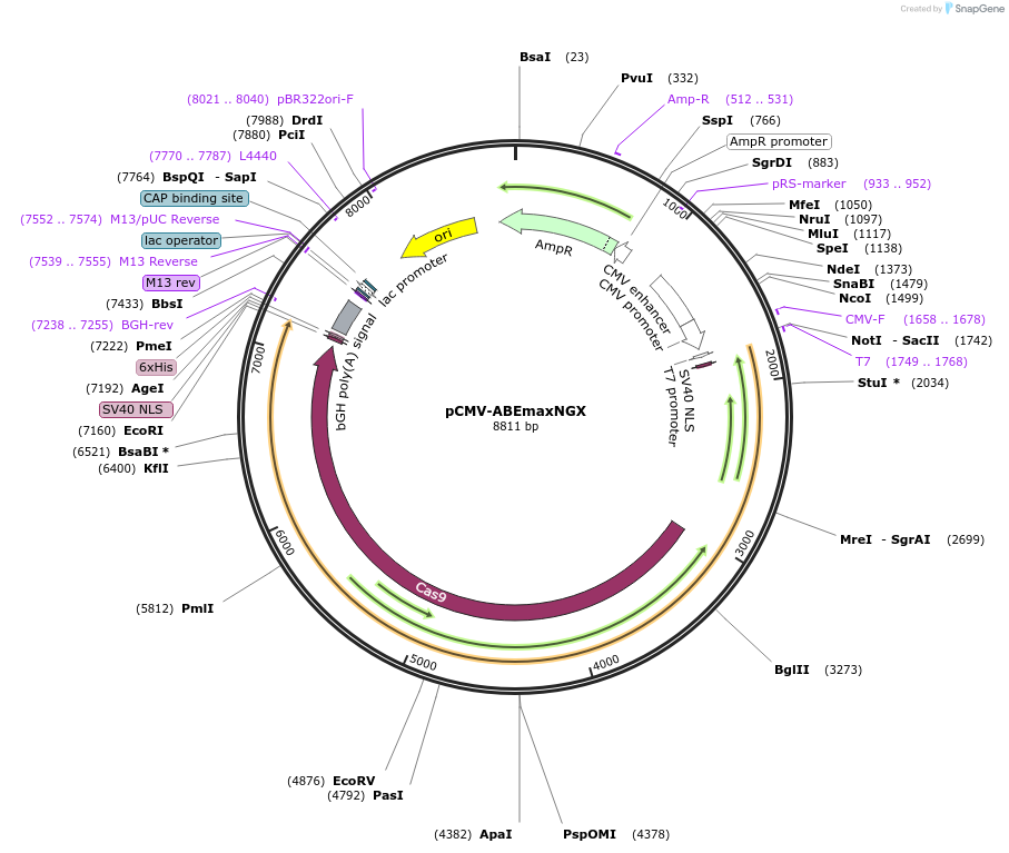 187058-plasmid-map-sequence-id-369025