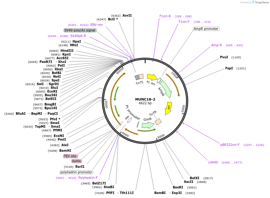 186687-plasmid-map-sequence-id-369026