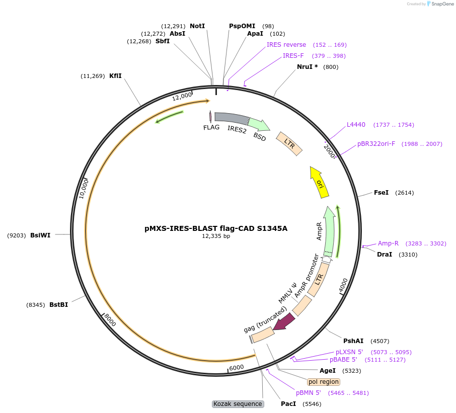 188119-plasmid-map-sequence-id-369029