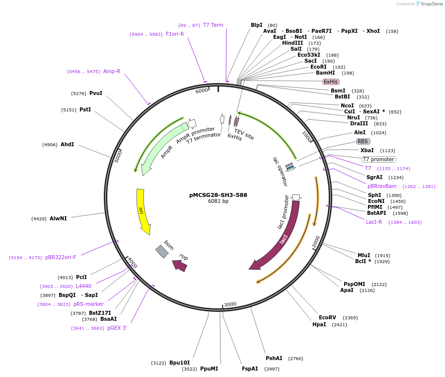 185920-plasmid-map-sequence-id-369048
