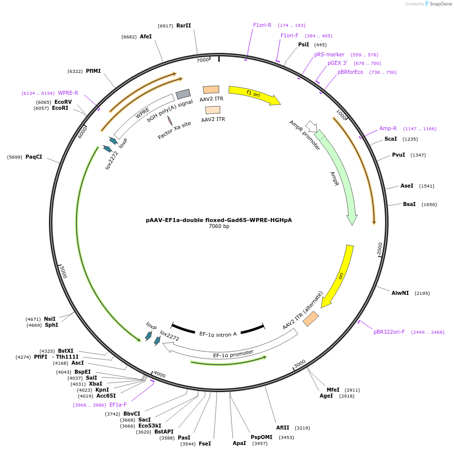 184631-plasmid-map-sequence-id-369058