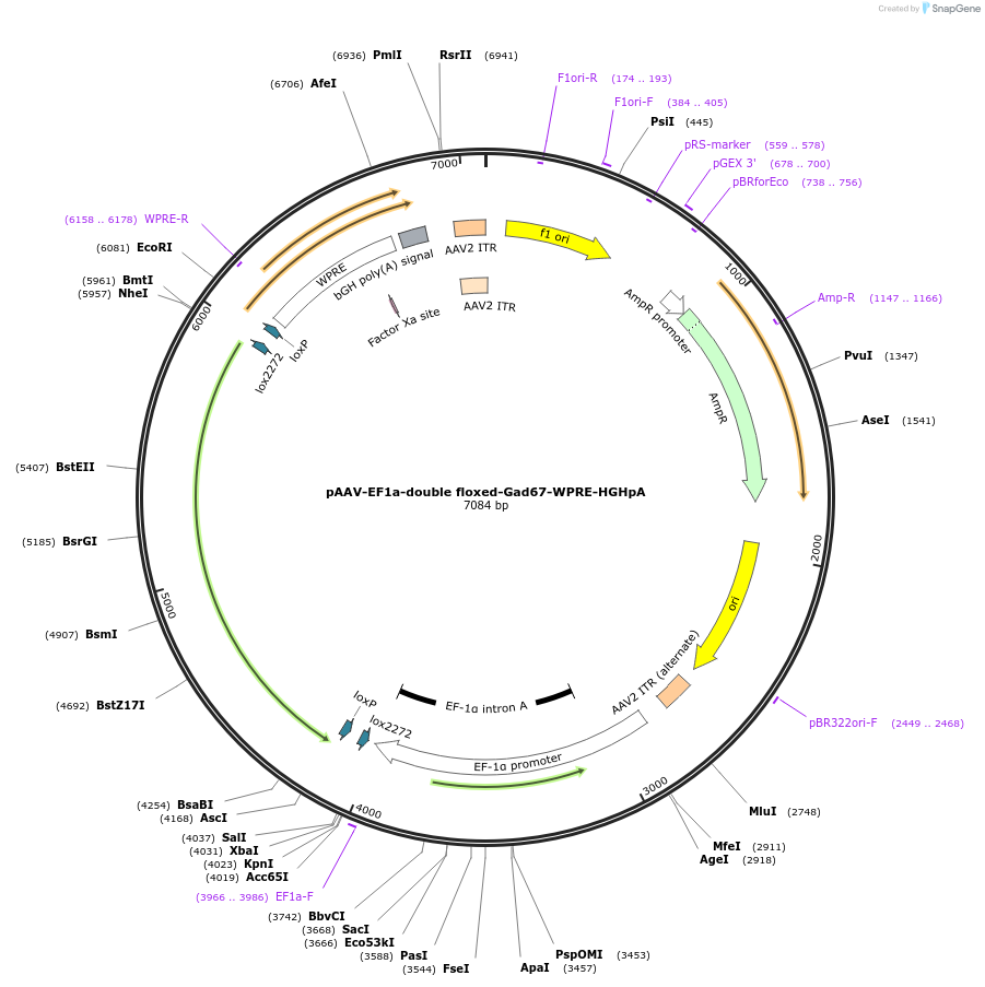 184632-plasmid-map-sequence-id-369059