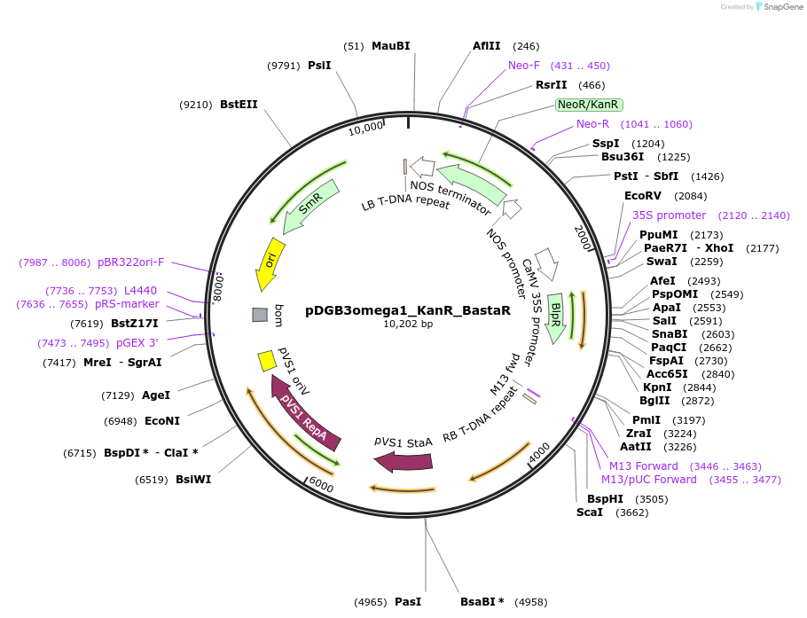 186426-plasmid-map-sequence-id-369066