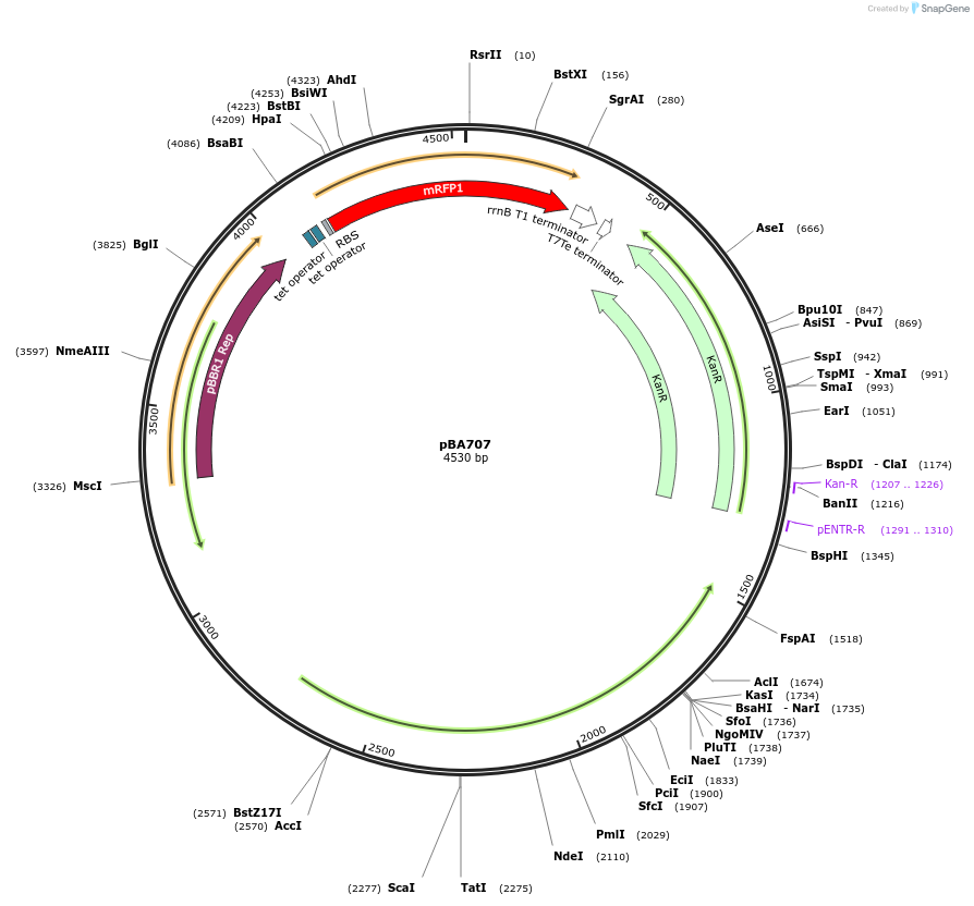 186238-plasmid-map-sequence-id-369168