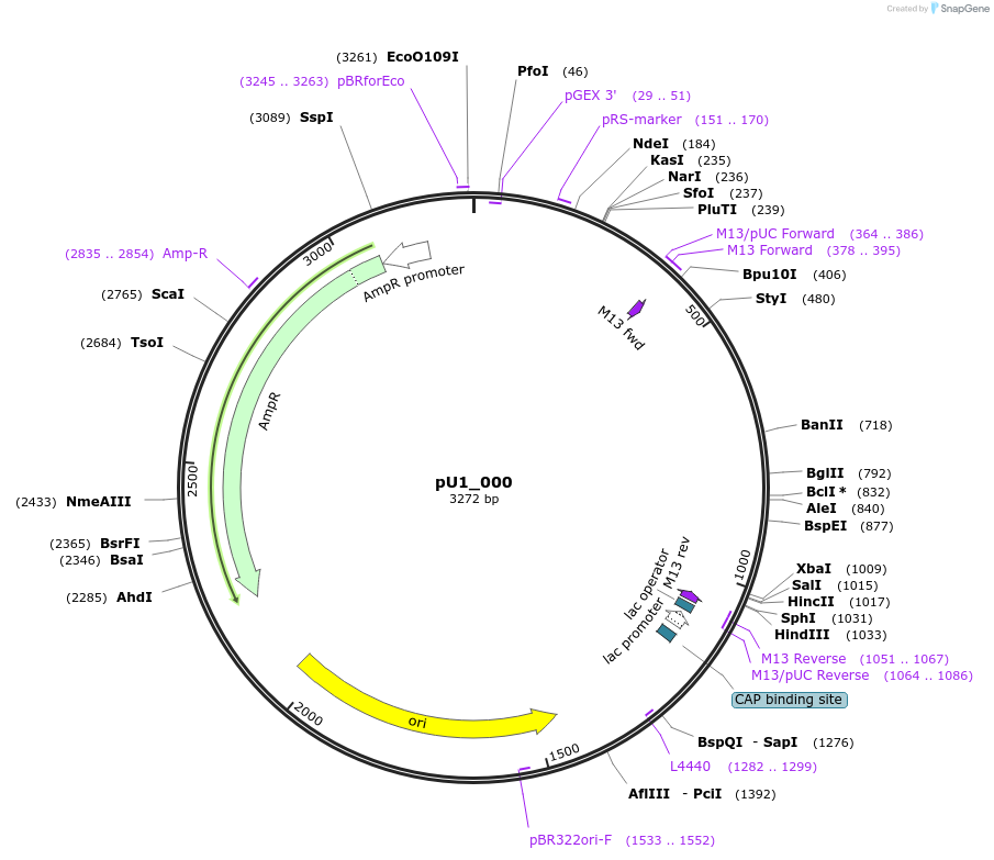 186773-plasmid-map-sequence-id-369173