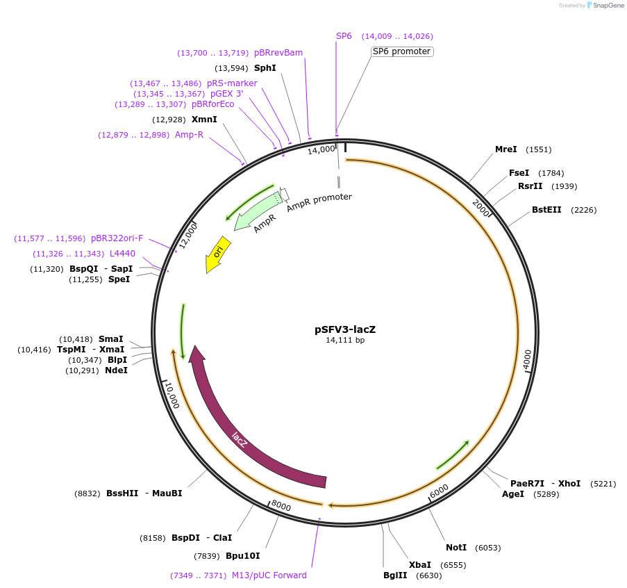 92074-plasmid-map-sequence-id-369175