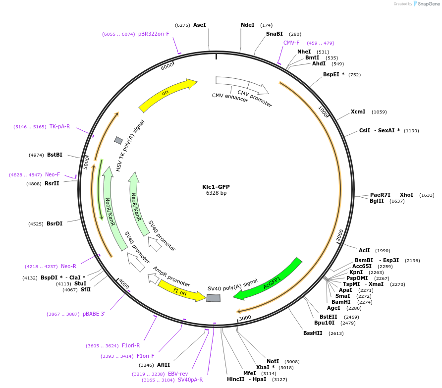 186617-plasmid-map-sequence-id-369200