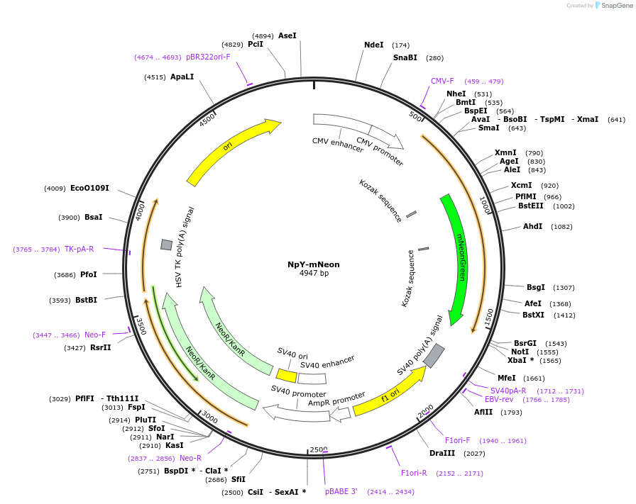 186618-plasmid-map-sequence-id-369201