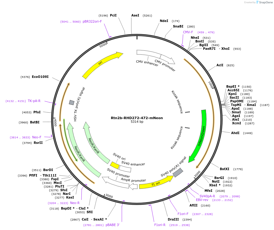 186605-plasmid-map-sequence-id-369207