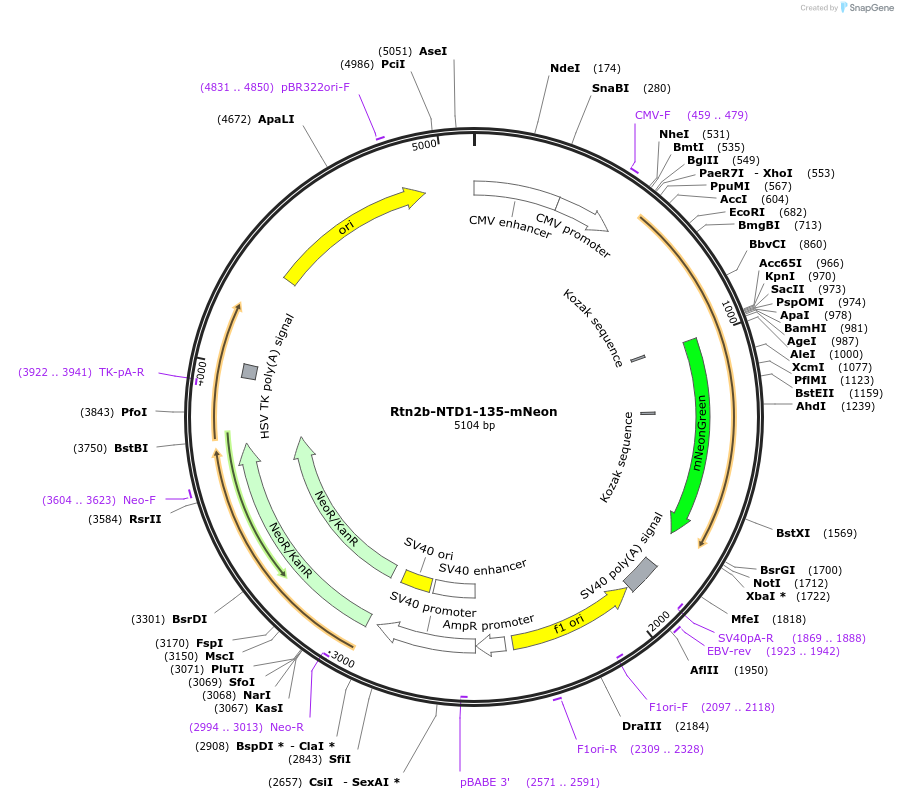 186602-plasmid-map-sequence-id-369210