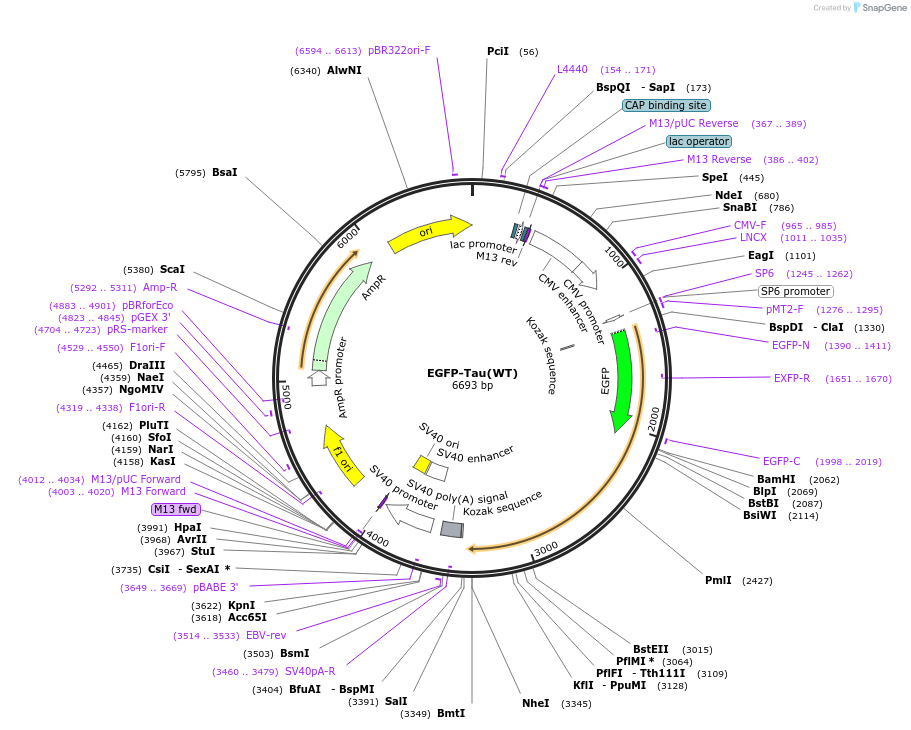 187023-plasmid-map-sequence-id-369216
