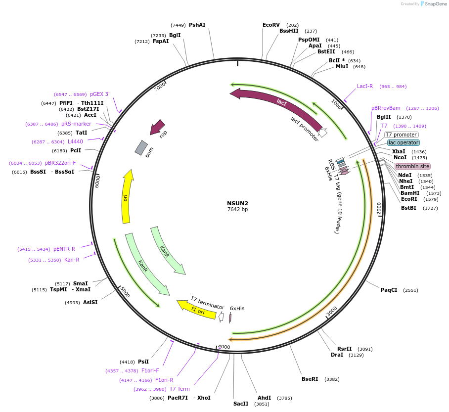188059-plasmid-map-sequence-id-369236