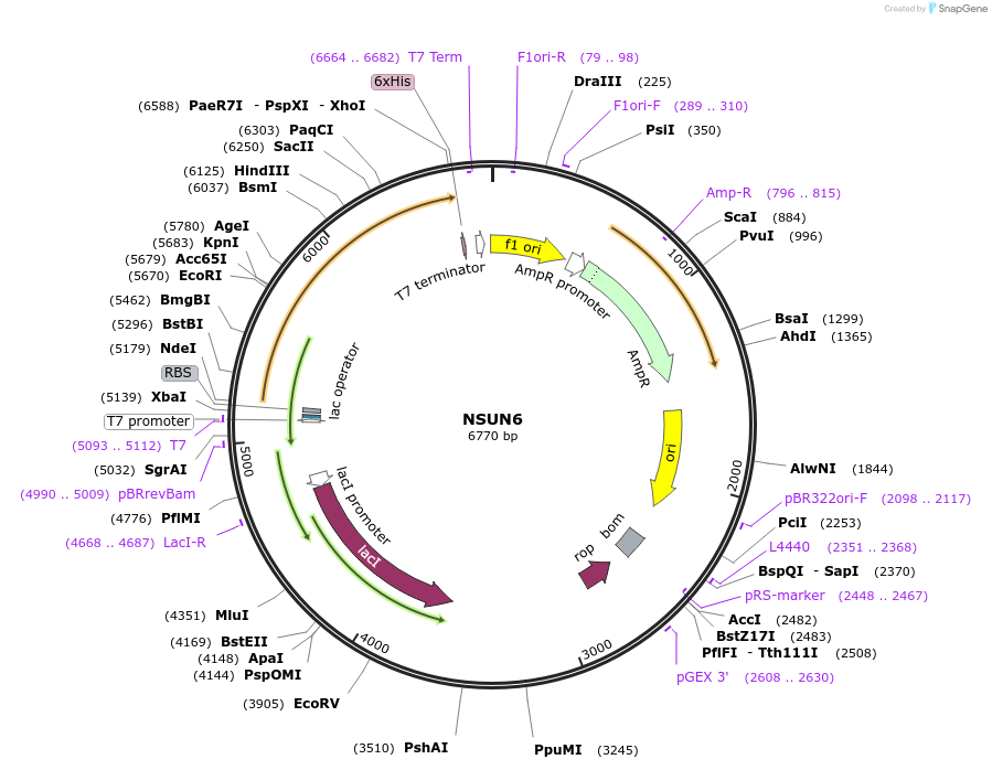 188060-plasmid-map-sequence-id-369237