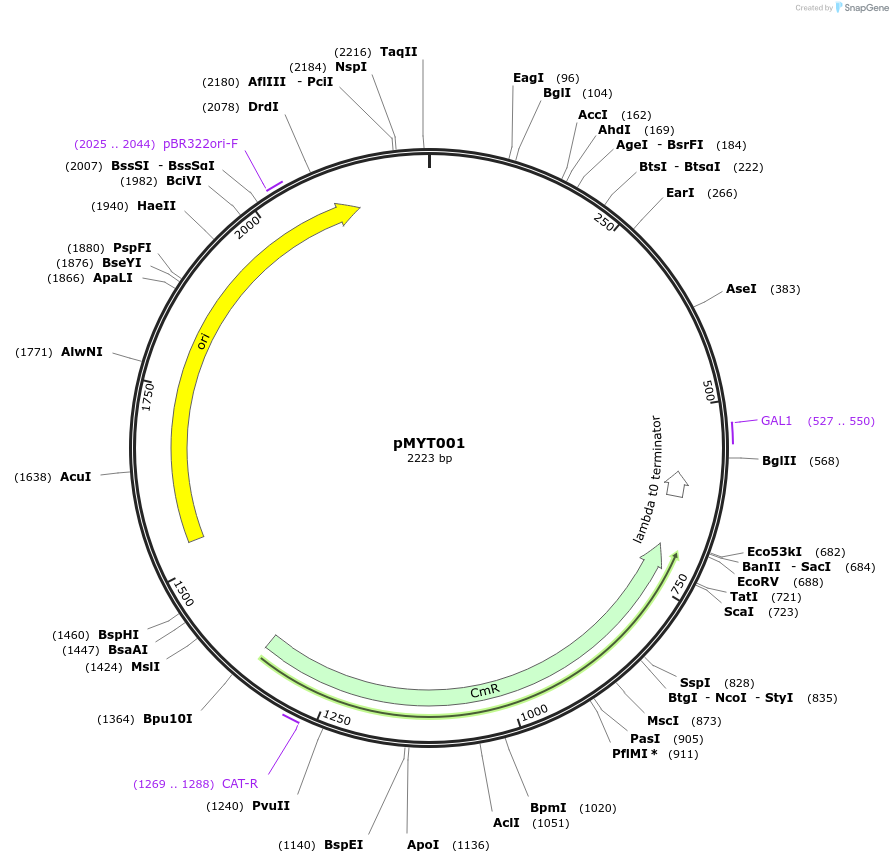 180654-plasmid-map-sequence-id-369247