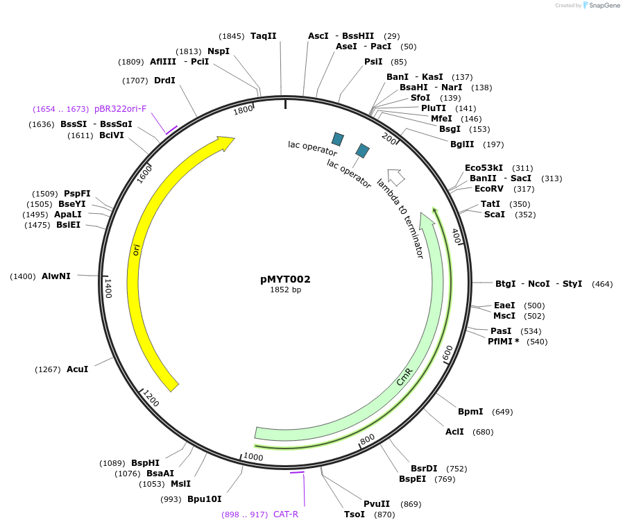 180655-plasmid-map-sequence-id-369248