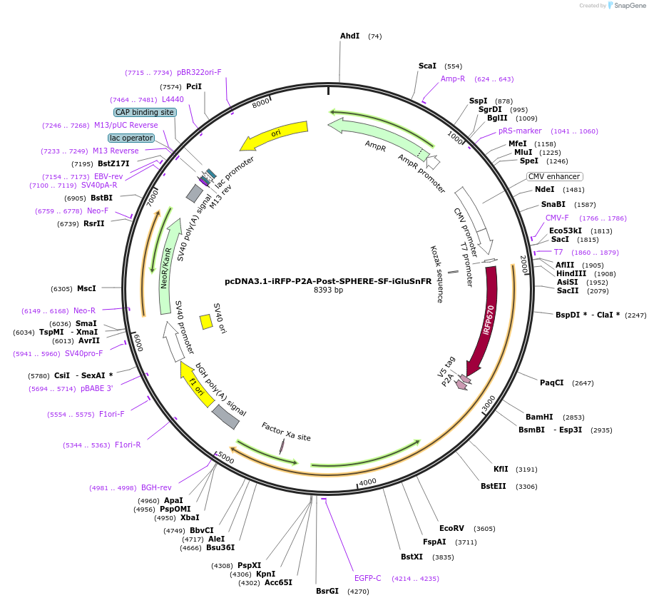 187090-plasmid-map-sequence-id-369255