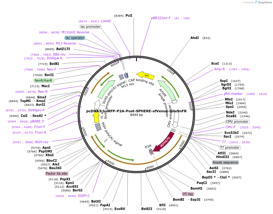 187098-plasmid-map-sequence-id-369257