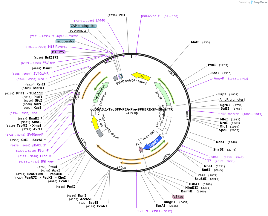 187089-plasmid-map-sequence-id-369258