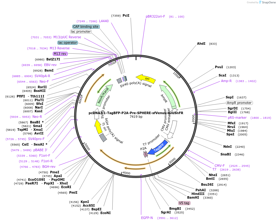 187097-plasmid-map-sequence-id-369259