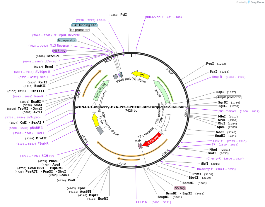 187095-plasmid-map-sequence-id-369260